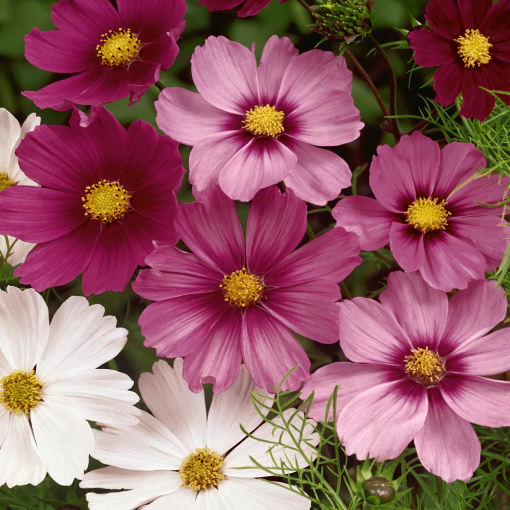 Cosmos Bipinnatus Mix Assorted Color Flower Seeds