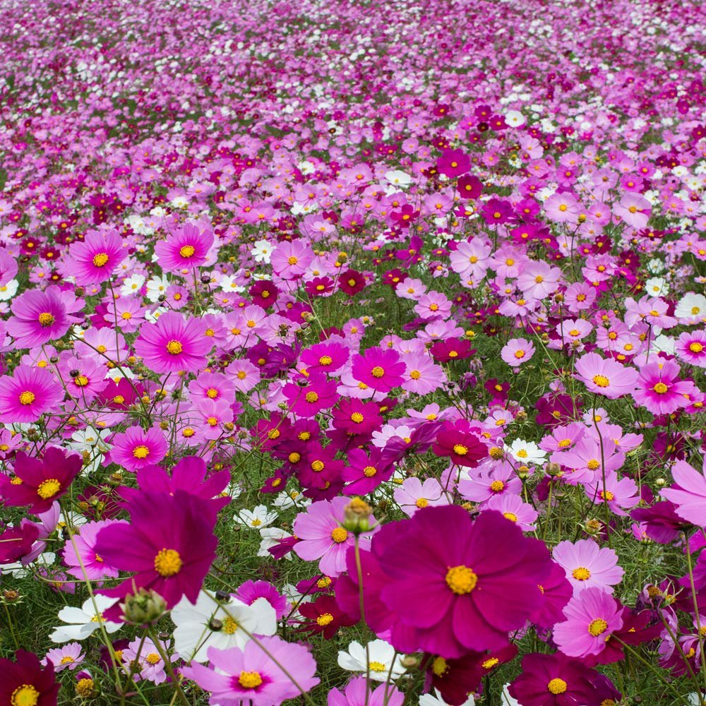 Cosmos Bipinnatus Mix Assorted Color Flower Seeds