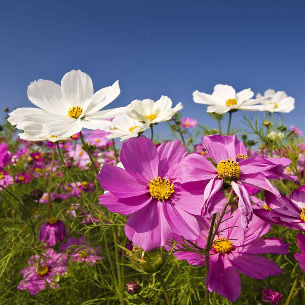 Cosmos Bipinnatus Mix Assorted Color Flower Seeds