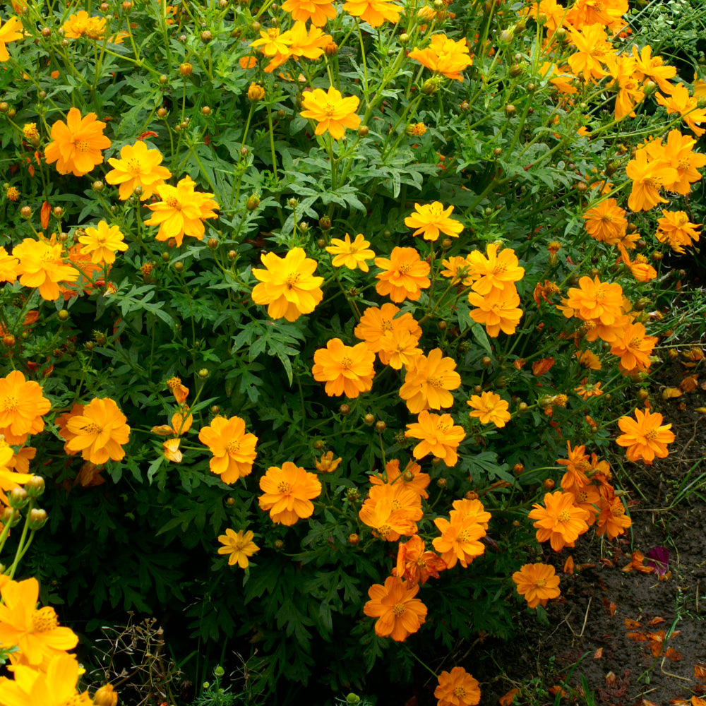 Cosmos Sulphureus Orange Bright Bloom Flower Seeds