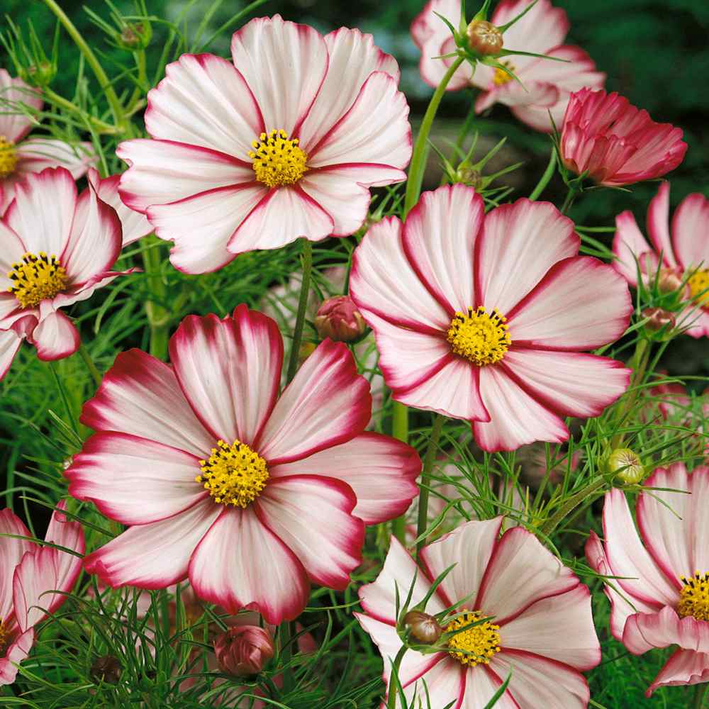 Cosmos Bipinnatus Picotee White Edged Petal Flower Seeds