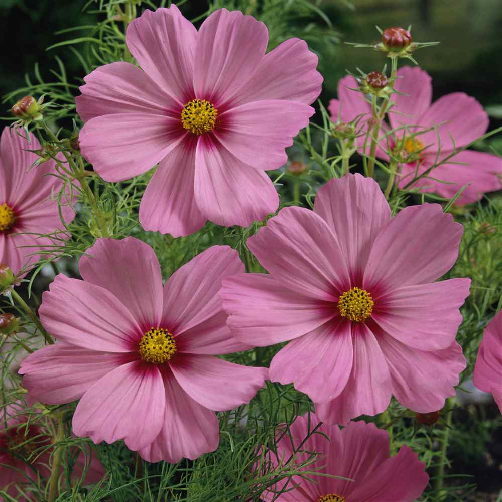 Cosmos Bipinnatus Pinkie Delicate Pink Bloom Flower Seeds