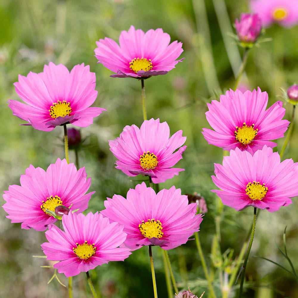 Cosmos Bipinnatus Pinkie Delicate Pink Bloom Flower Seeds