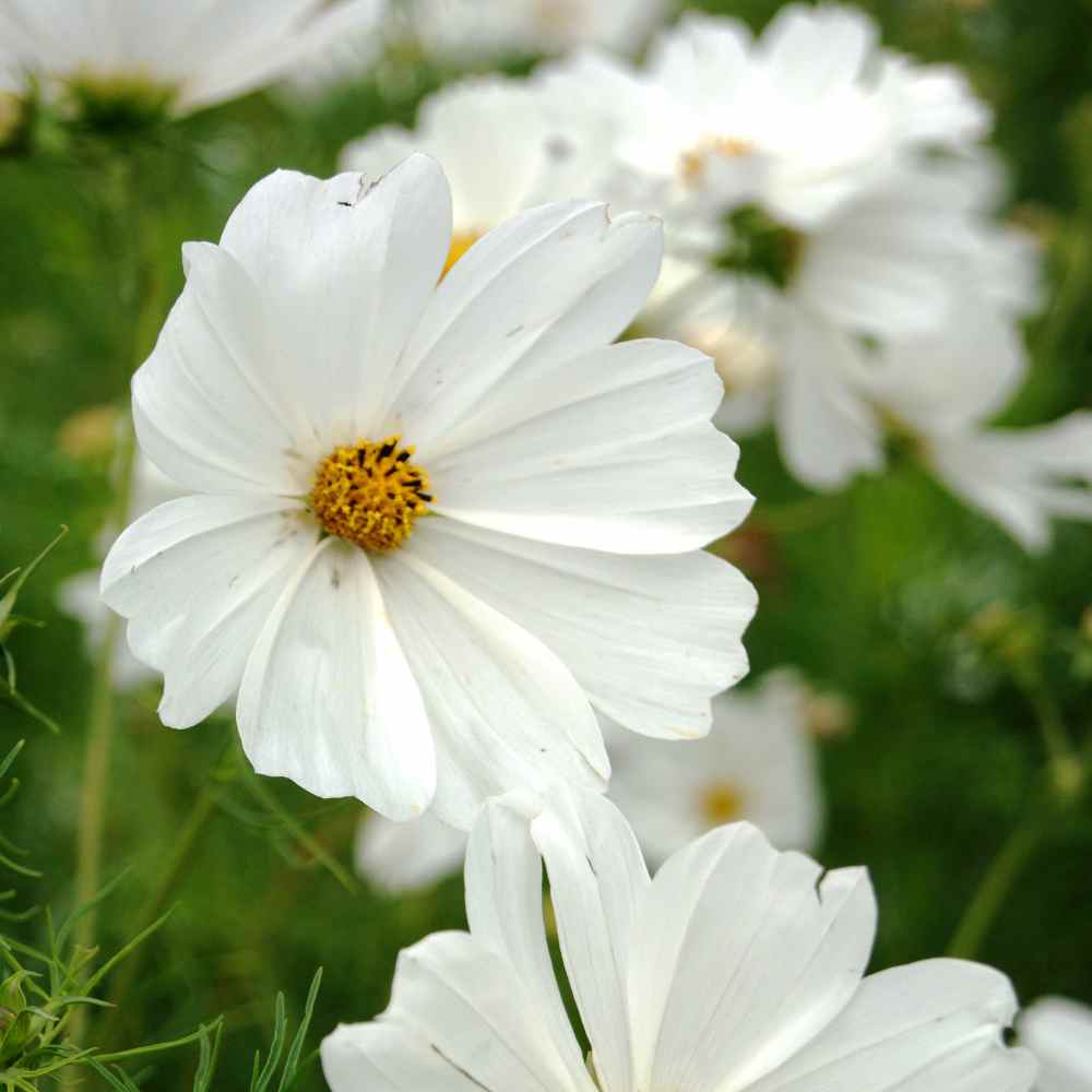 Cosmos Bipinnatus Purity Classic White Bloom Flower Seeds