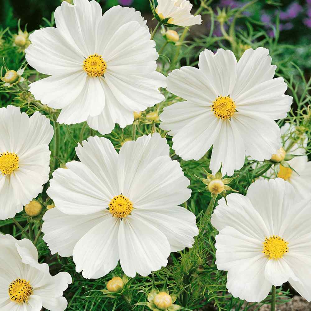 Cosmos Bipinnatus Purity Classic White Bloom Flower Seeds