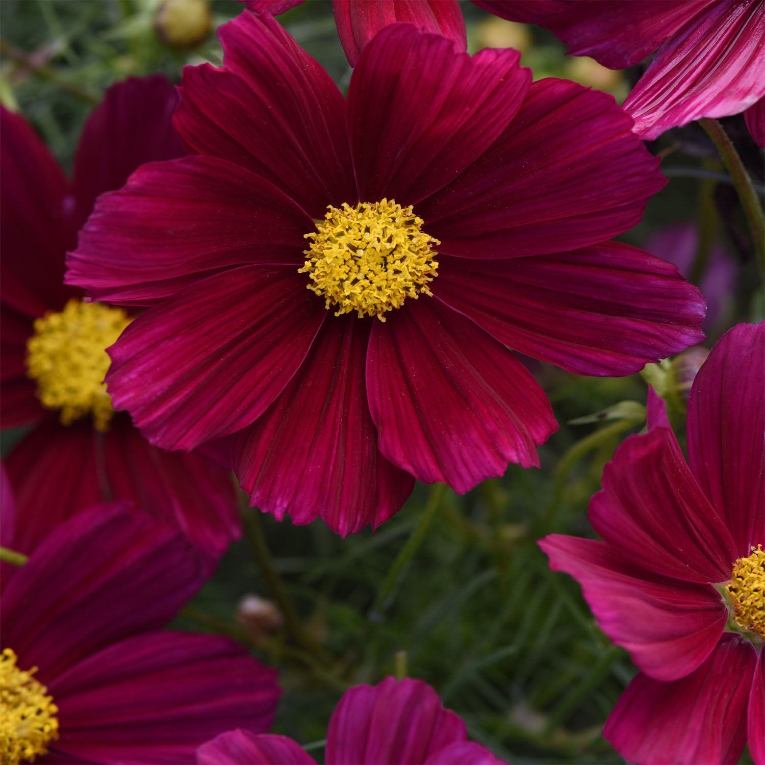 Cosmos Bipinnatus Purple Vibrant Violet Bloom Flower Seeds