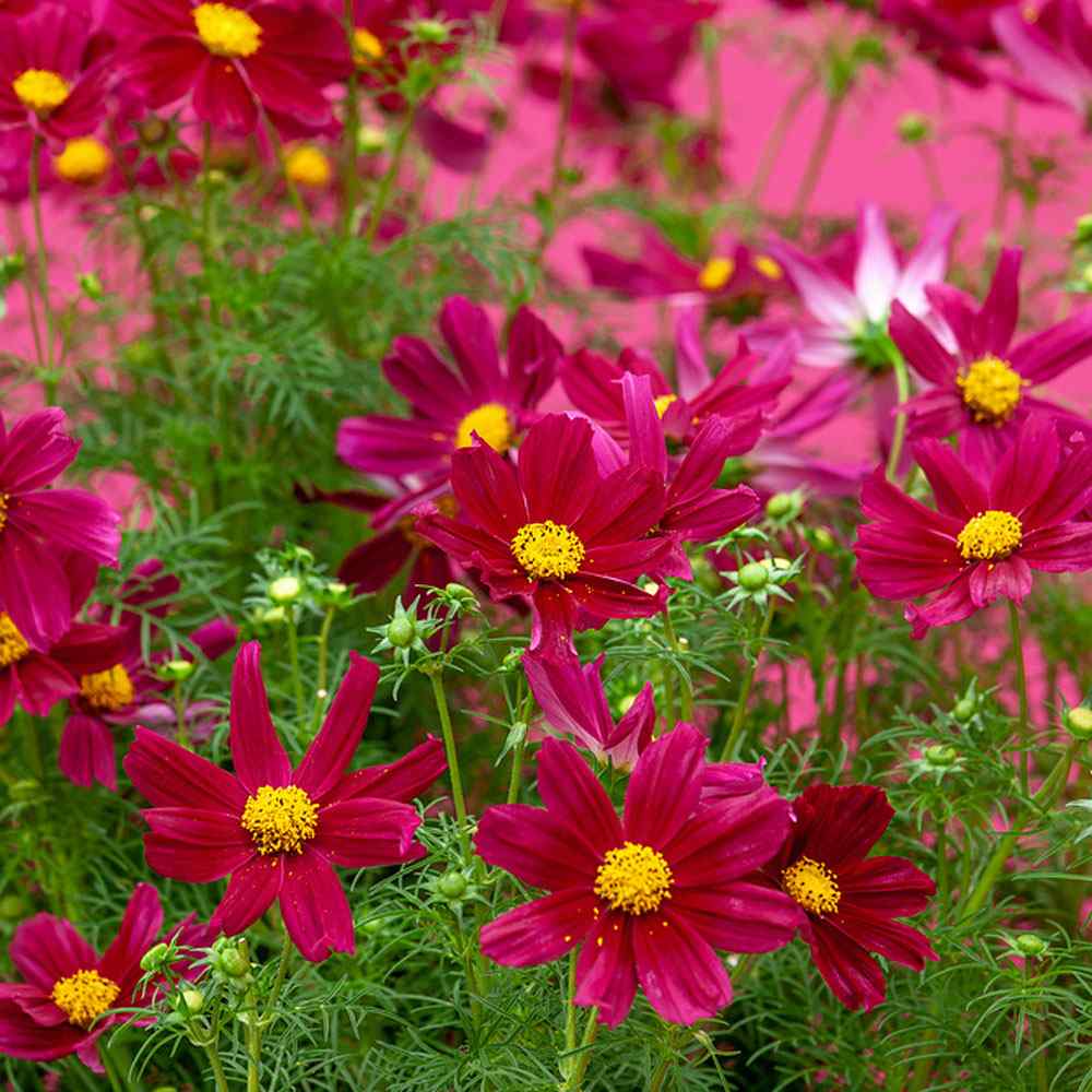 Cosmos Bipinnatus Purple Vibrant Violet Bloom Flower Seeds