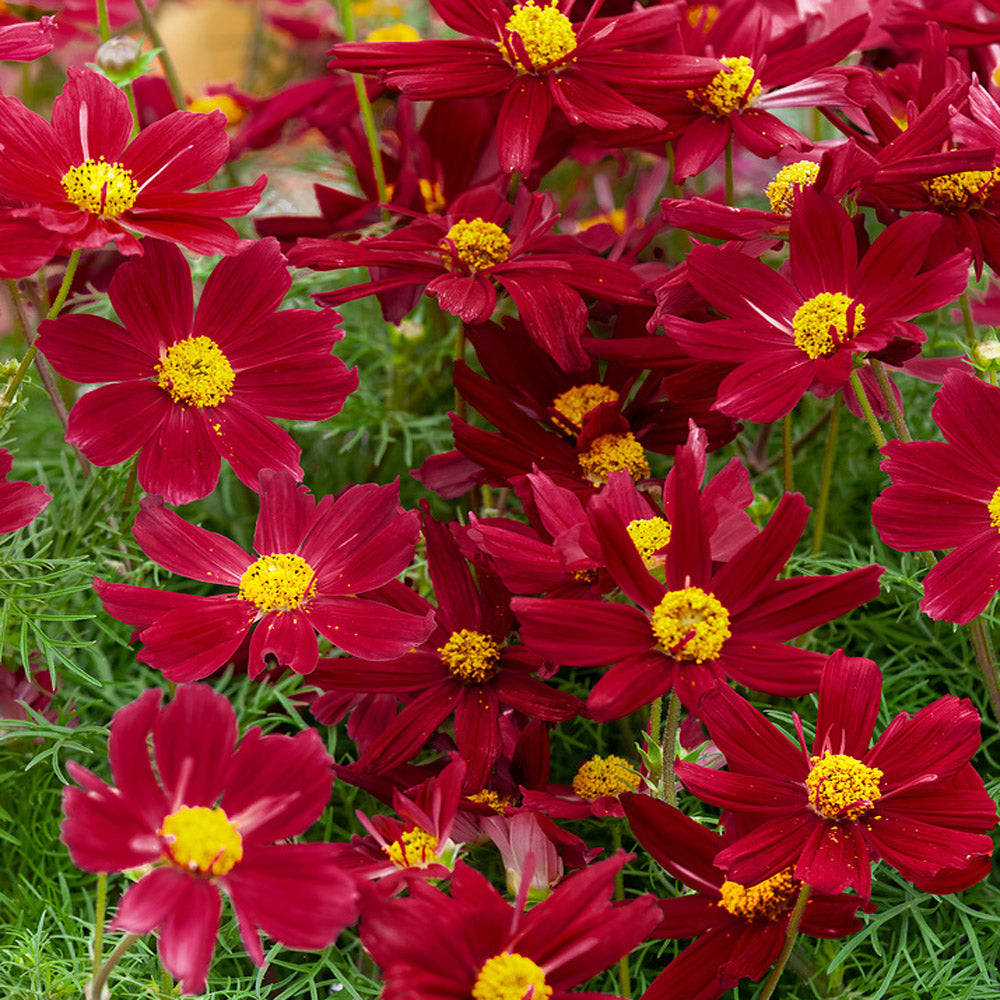 Cosmos Bipinnatus Red Shades Vibrant Bloom Flower Seeds