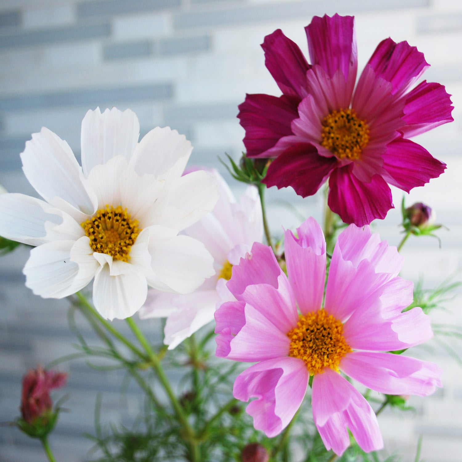 Cosmos Bipinnatus Sea Shells Mix Unique Petal Flower Seeds