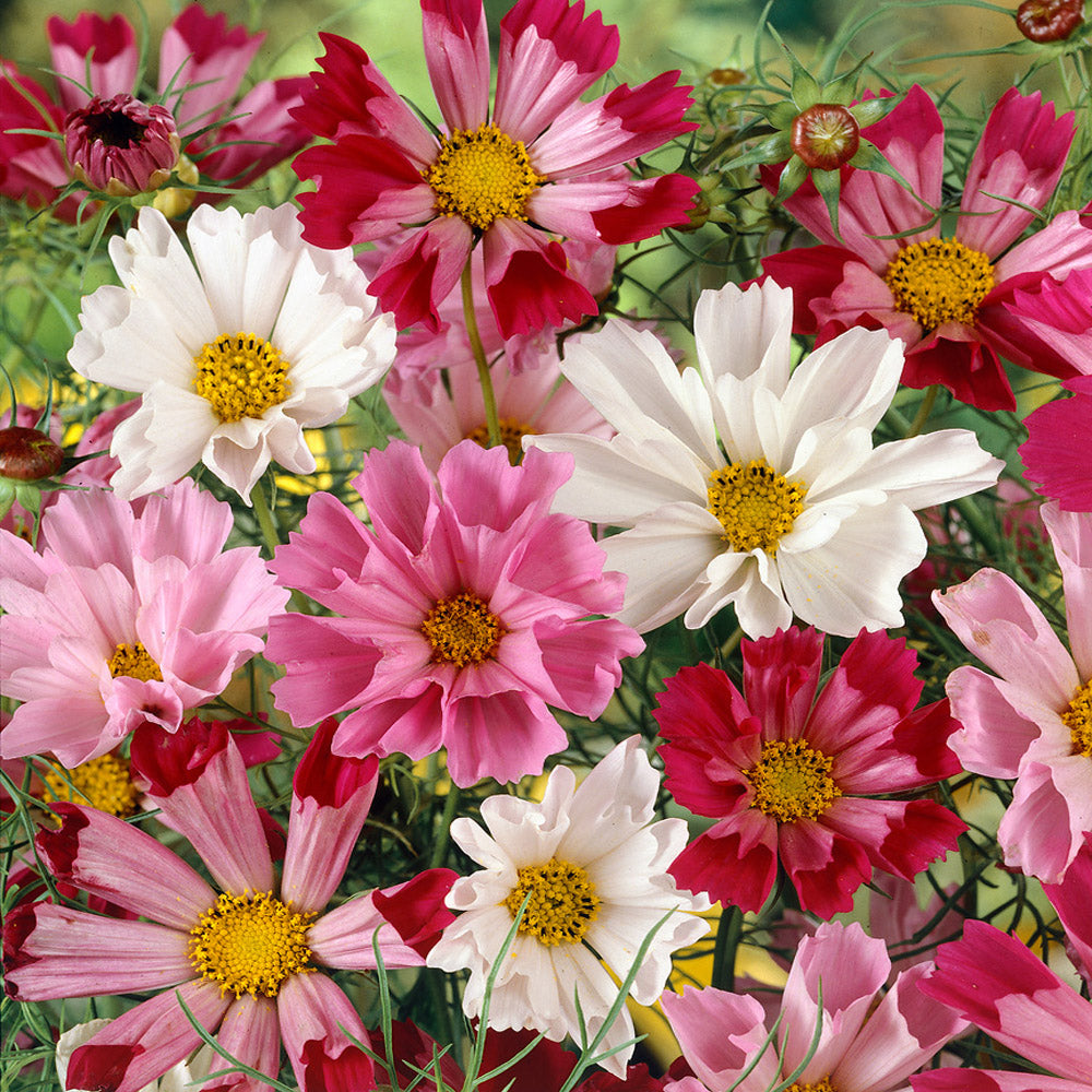 Cosmos Bipinnatus Sea Shells Mix Unique Petal Flower Seeds