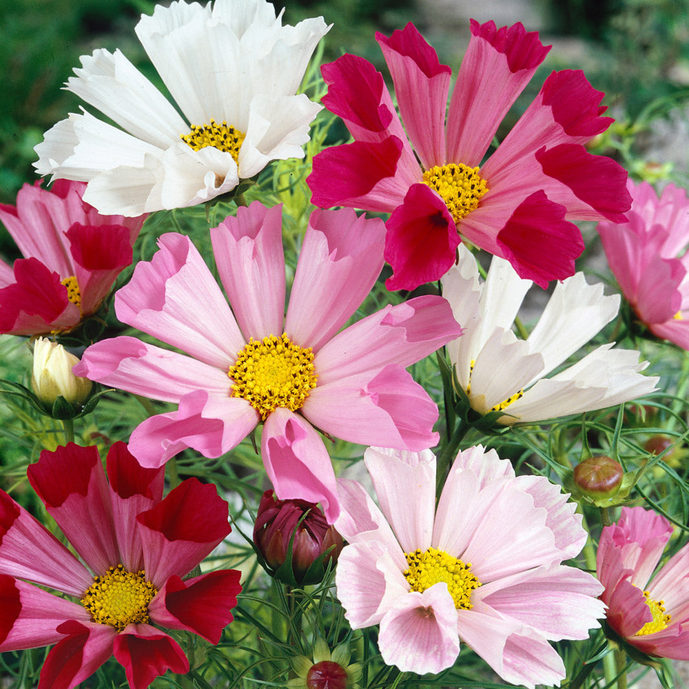 Cosmos Bipinnatus Sea Shells Mix Unique Petal Flower Seeds