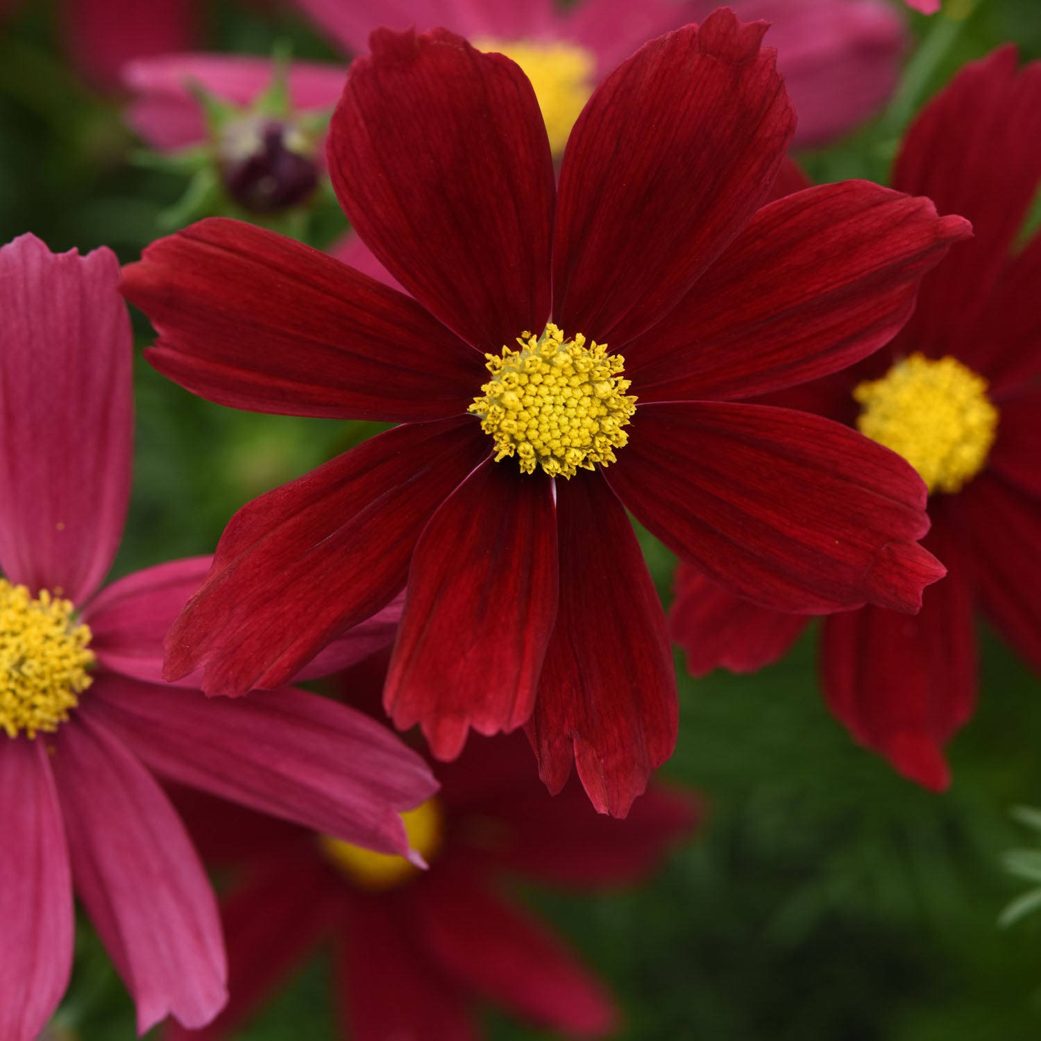 Cosmos Bipinnatus Red Shades Vibrant Bloom Flower Seeds