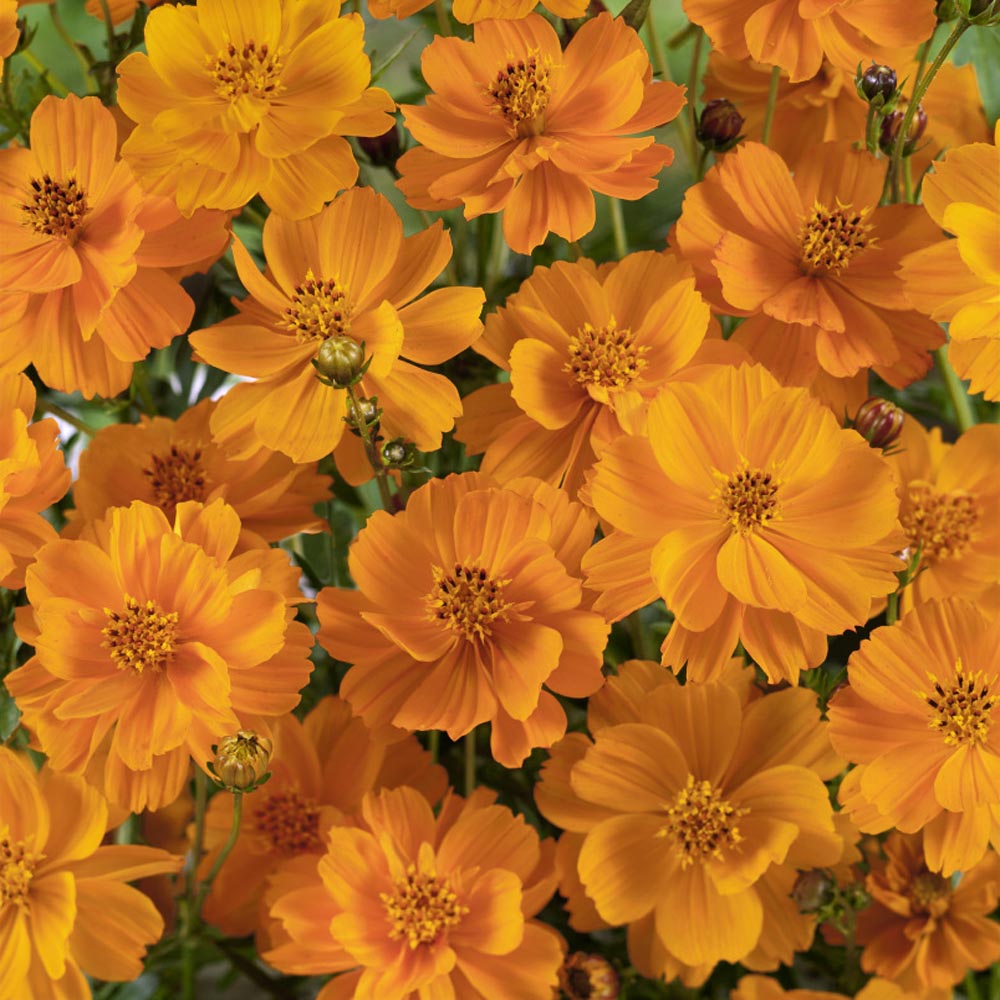 Cosmos Sulphureus Orange Bright Bloom Flower Seeds