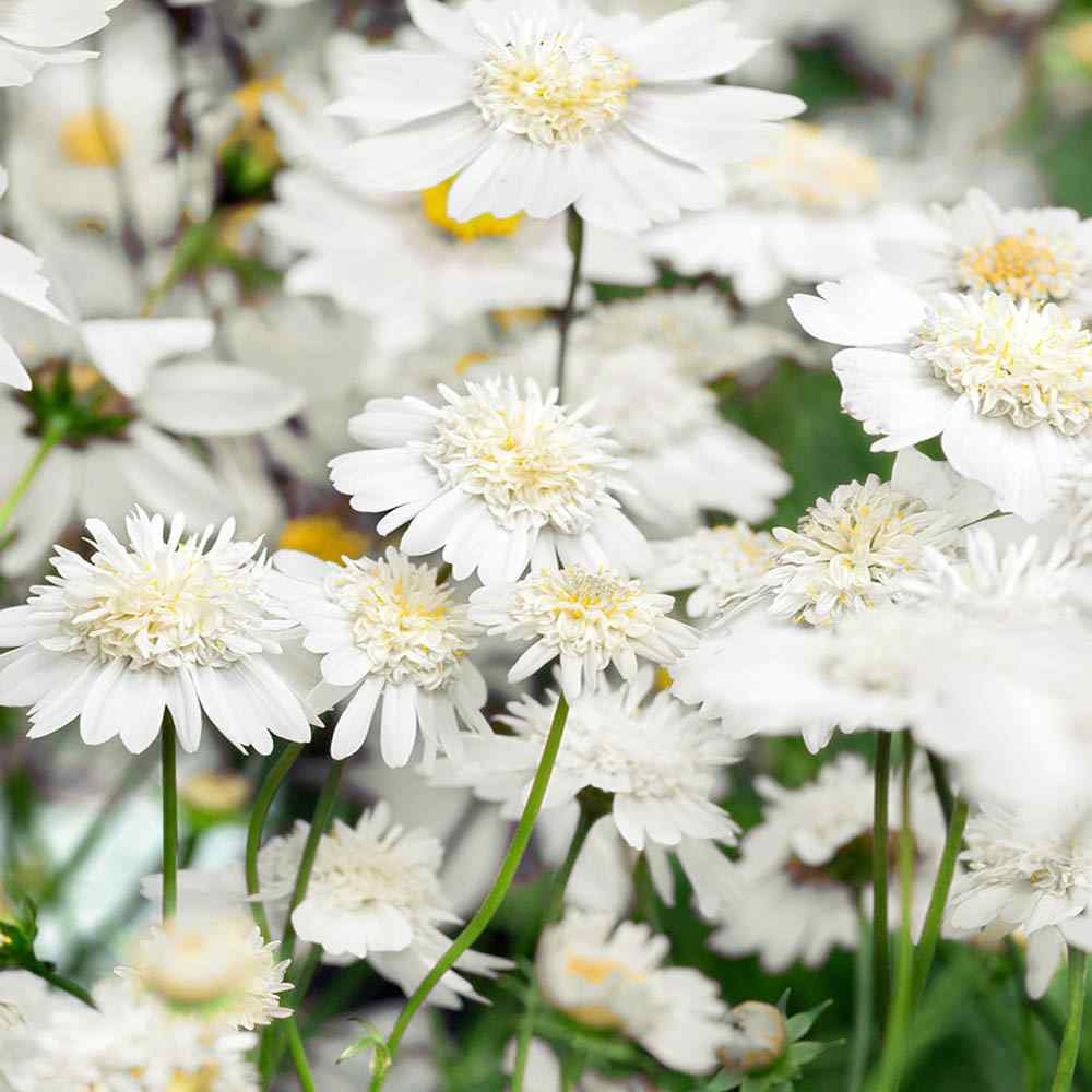 Cosmos Bipinnatus White Popsocks Layered Bloom Flower Seeds