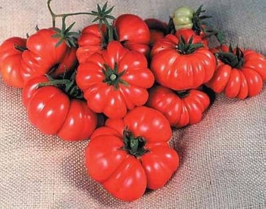 Costoluto Genovese tomato seeds for planting heirloom ribbed Italian variety - Dharaseeds