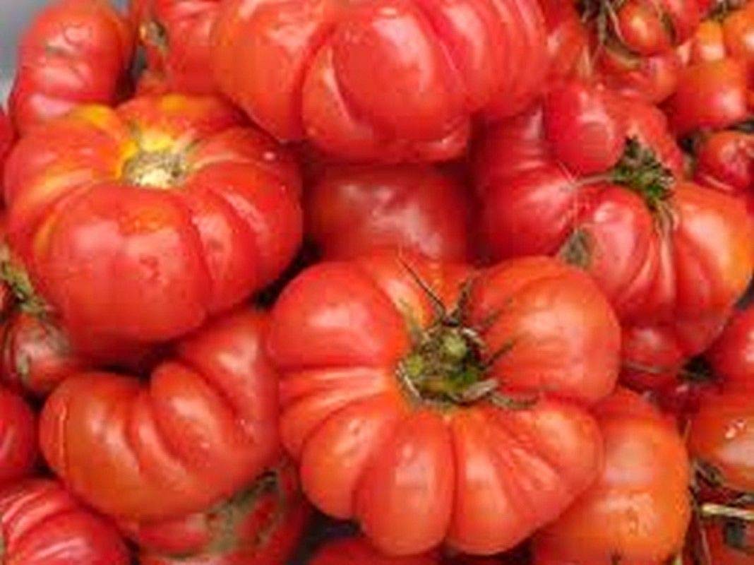 Costoluto Genovese tomato seeds for planting heirloom ribbed Italian variety - Dharaseeds