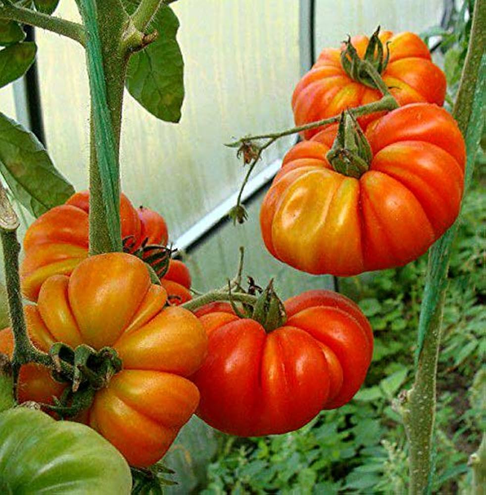 Costoluto Genovese tomato seeds for planting heirloom ribbed Italian variety - Dharaseeds
