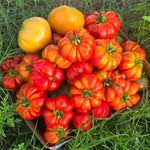 Ribbed Italian tomato seeds Costoluto Genovese high germination