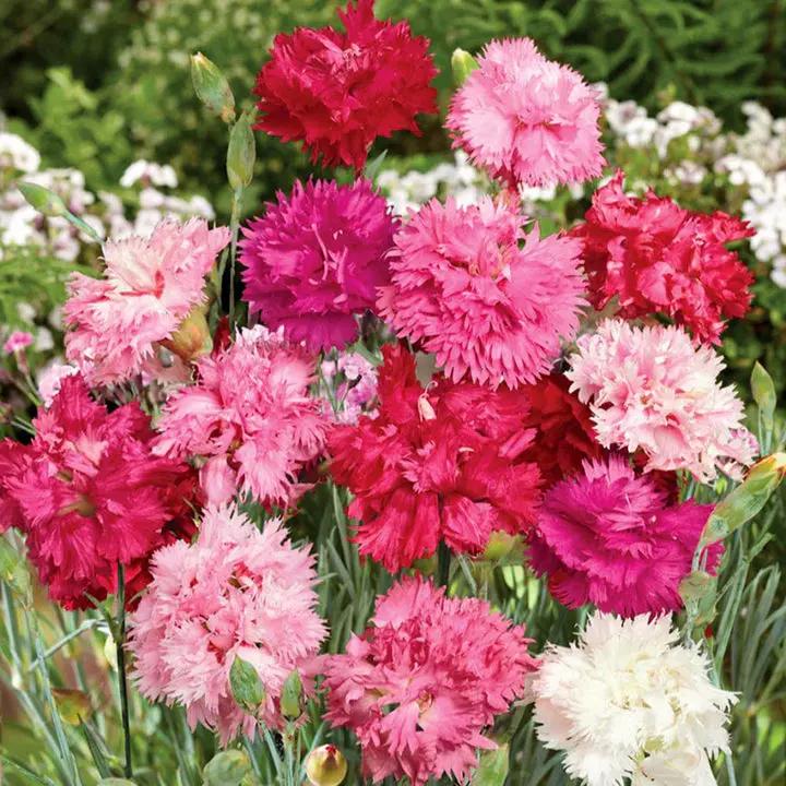 Mixed Dianthus Sonata Flower Seeds for Planting - NON GMO Seeds Dhara Seeds