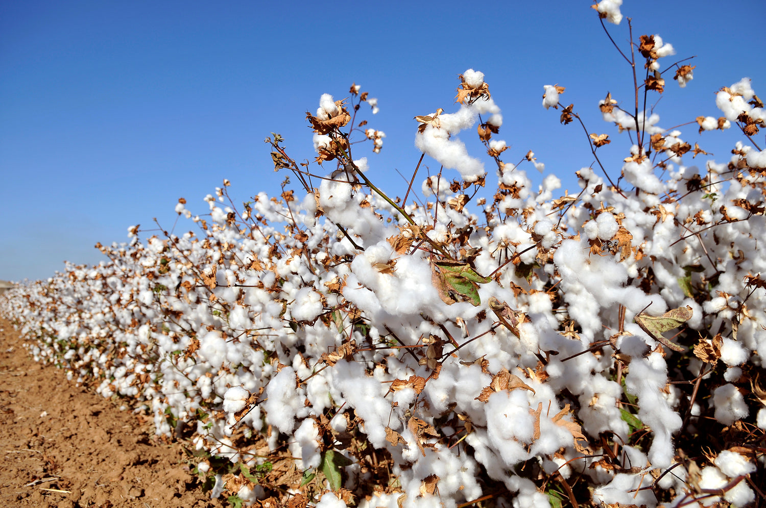 KVITER  White Cotton Seeds