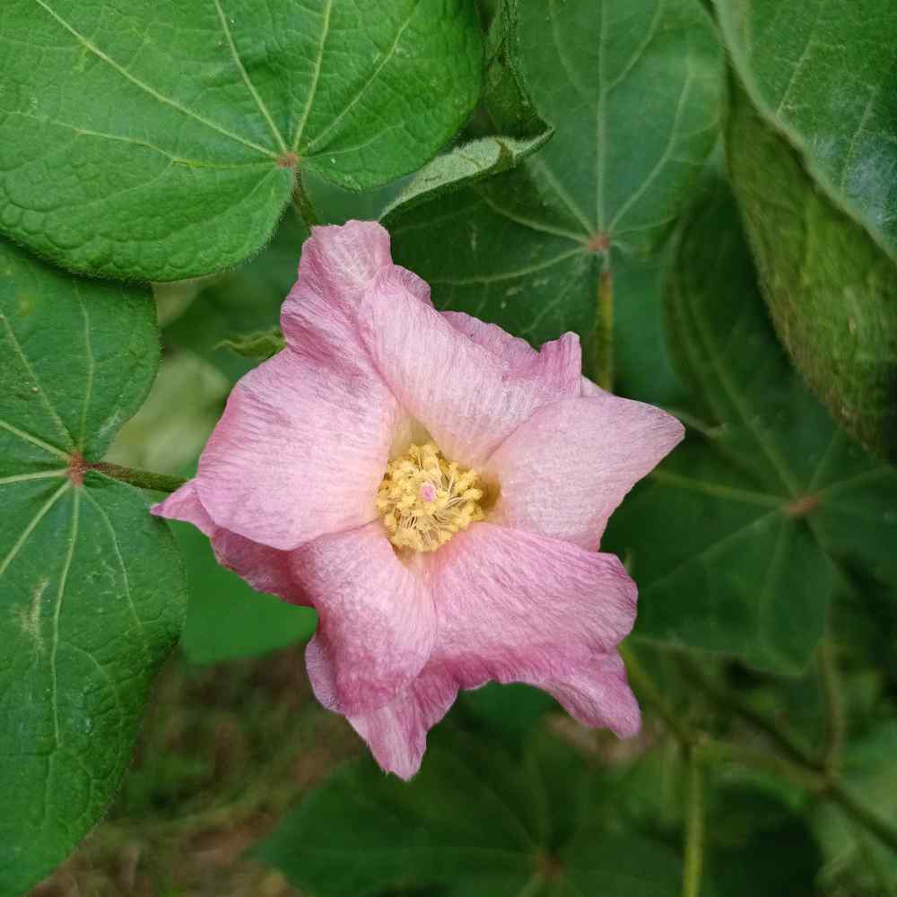 Cotton Levant Soft Fiber Plant Seeds