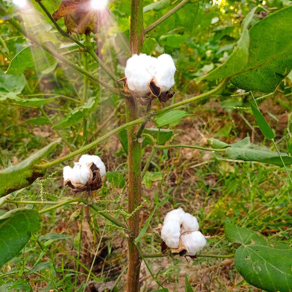 Cotton Levant Soft Fiber Plant Seeds