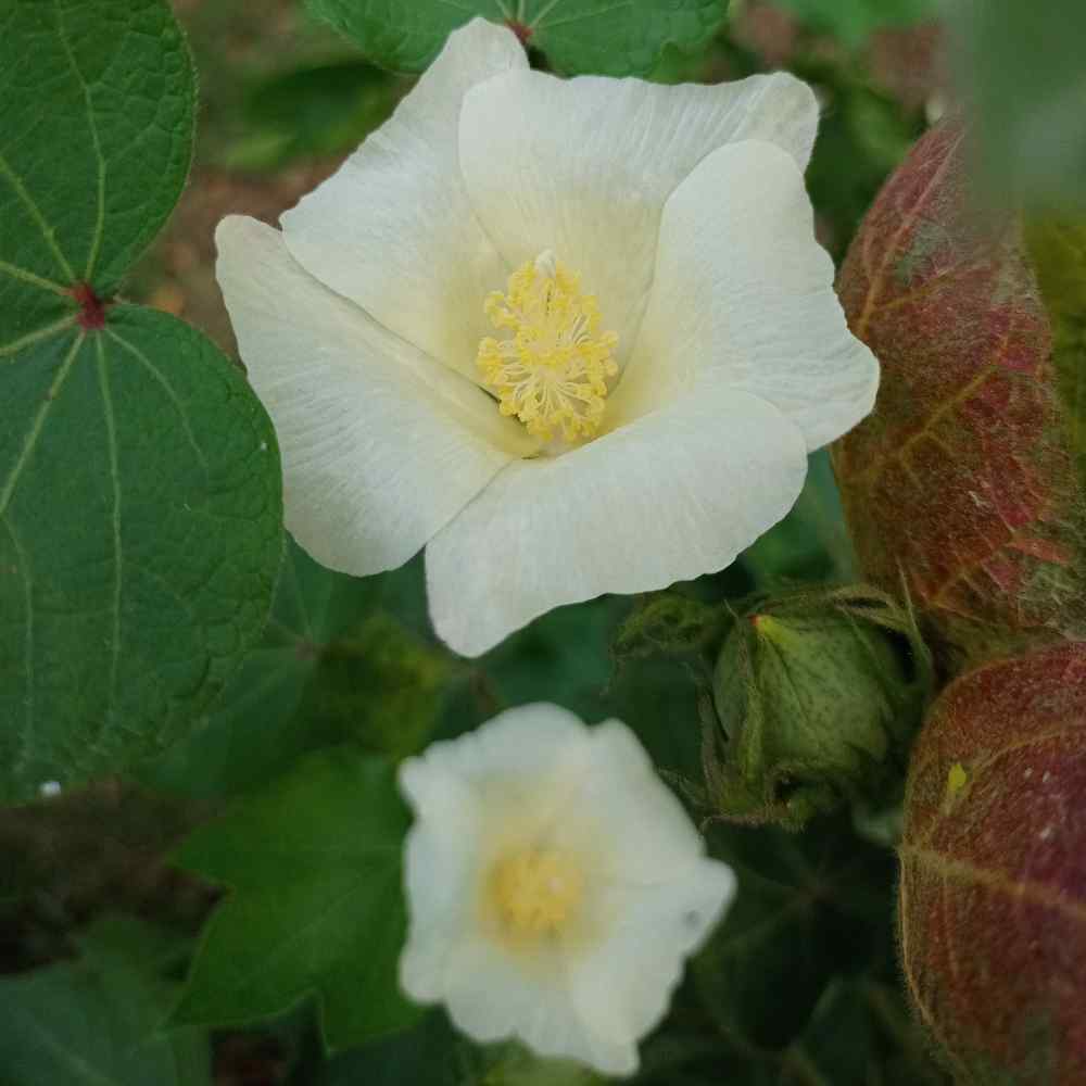 Cotton Levant Soft Fiber Plant Seeds