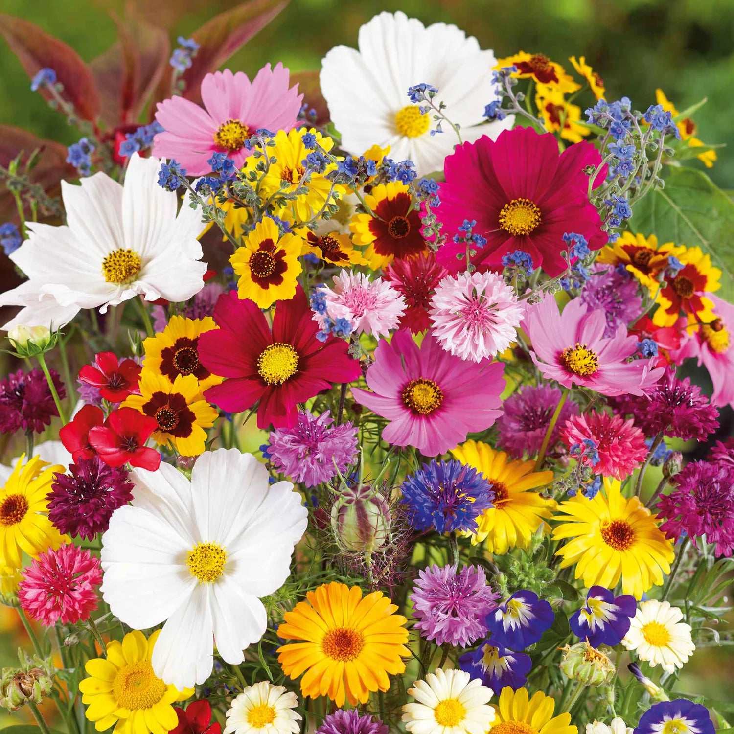 Mixed Flower Seeds for Planting, NON GMO Seeds