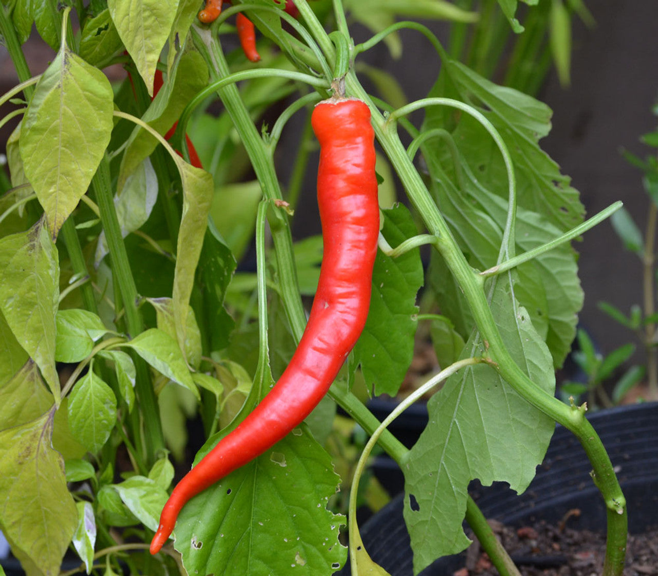 Anhui Sweet Cow-Horn Pepper Seeds for Planting