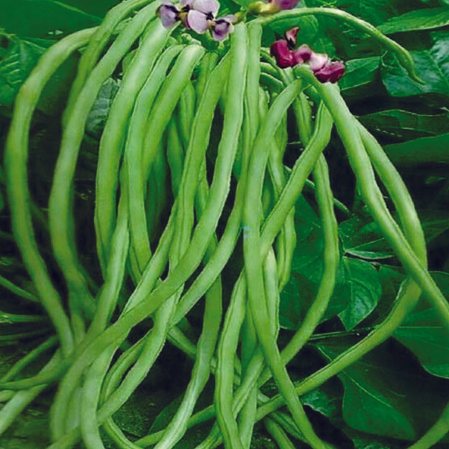 Cowpeas Seeds