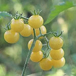 Coyote Tomato Solanum lycopersicum vegetable seeds for planting in small - space kitchen gardens - Dharaseeds