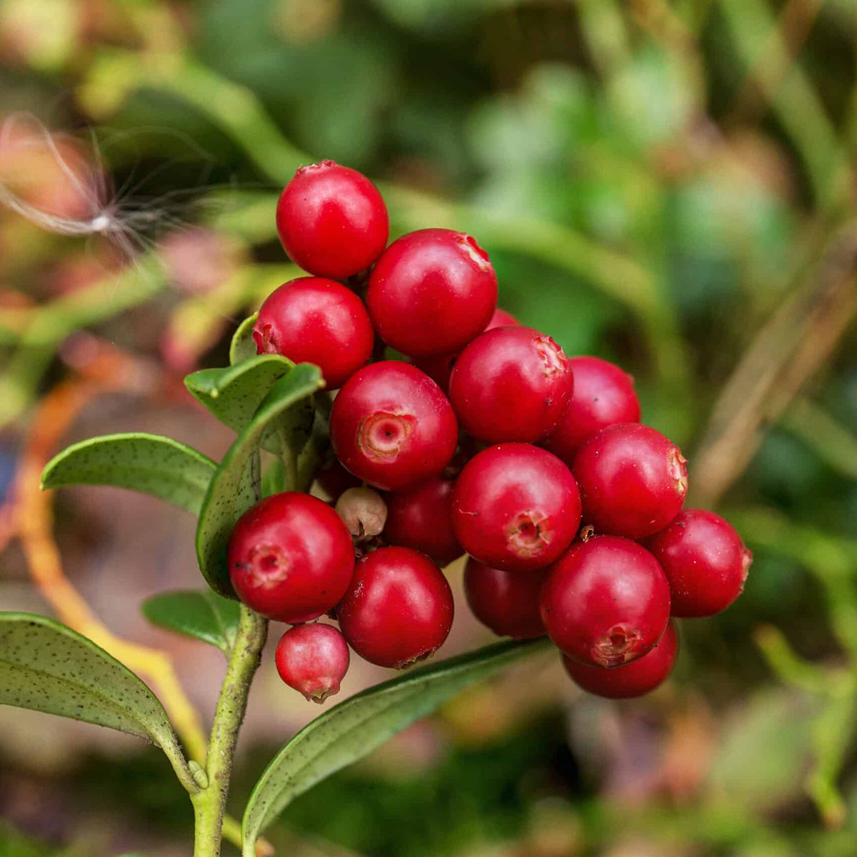 Cranberry seeds for container gardening and terrace gardens