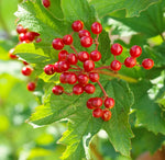 Cranberrybush ornamental shrub seeds for landscape planting
