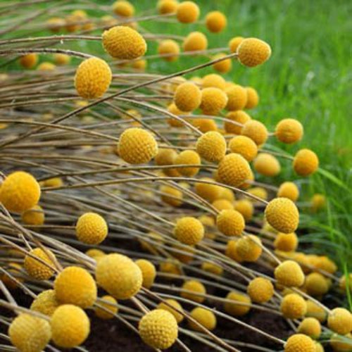 Craspedia Globosa Golden Drumstick Flower Seeds