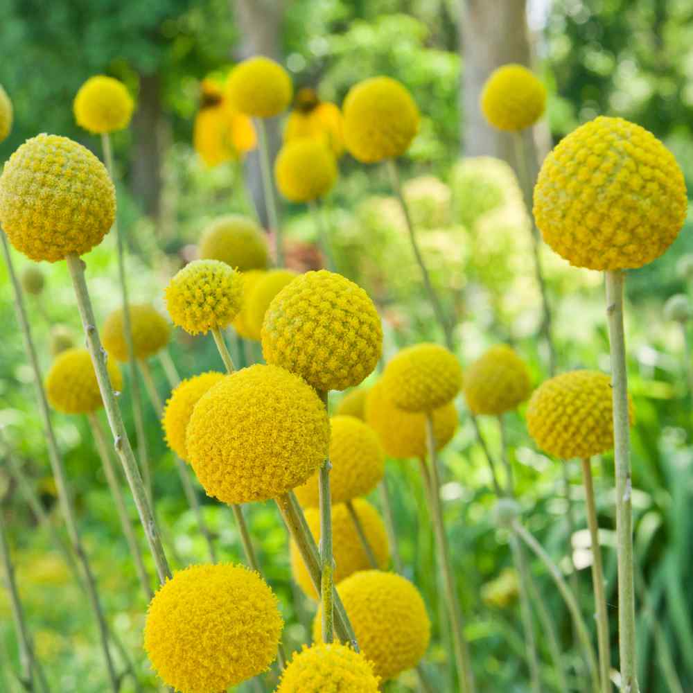 Craspedia Globosa Golden Drumstick Flower Seeds