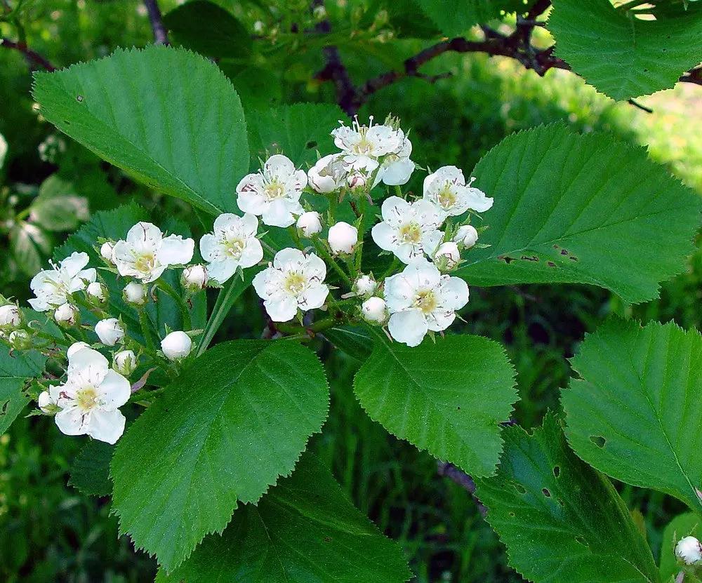 White Crataegus Flower Seeds for Planting - NON GMO Seeds for planting in home garden