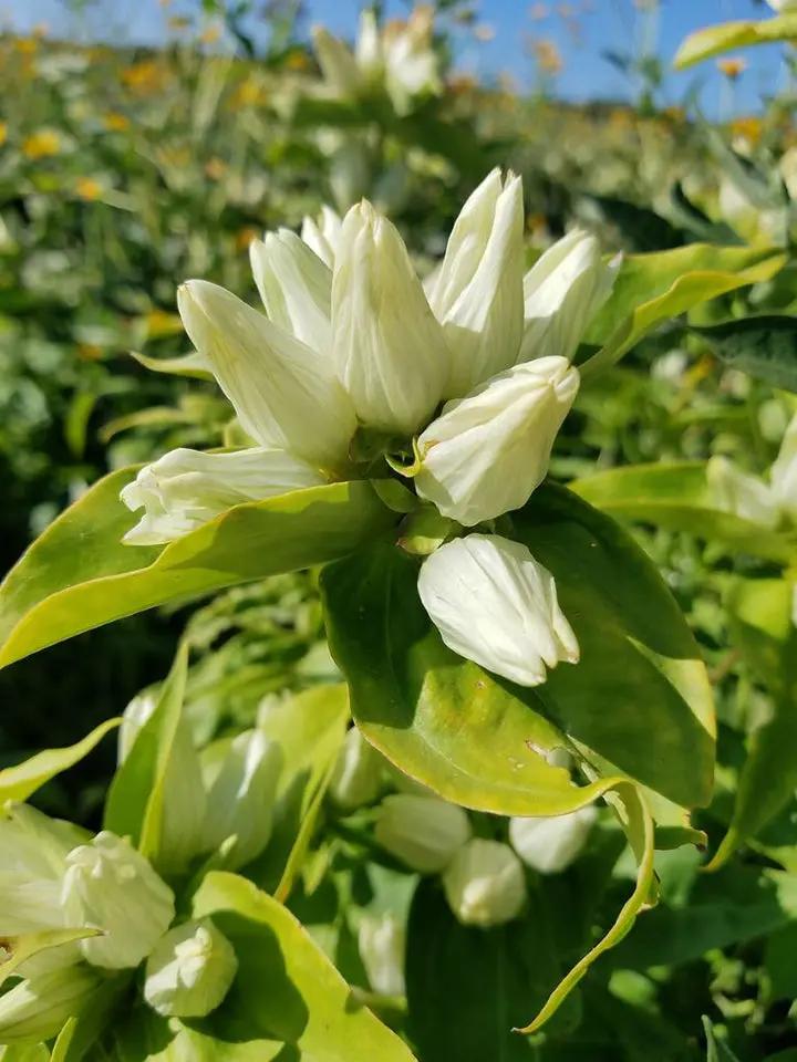 Cream Gentiana Flower Seeds for Planting, NON GMO Seeds Dhara Seeds