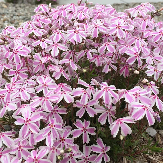 Phlox Candy Stripe Creeping Phlox Seeds