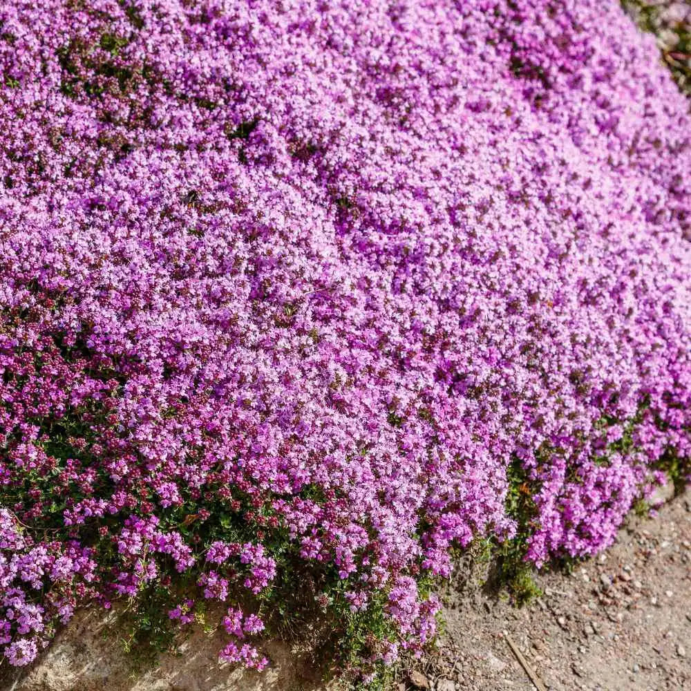 Creeping Thyme Purple Seeds used as groundcover for rock gardens and pathways