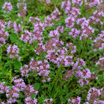 Creeping Thyme Purple Seeds Thymus Serpyllum drought tolerant groundcover