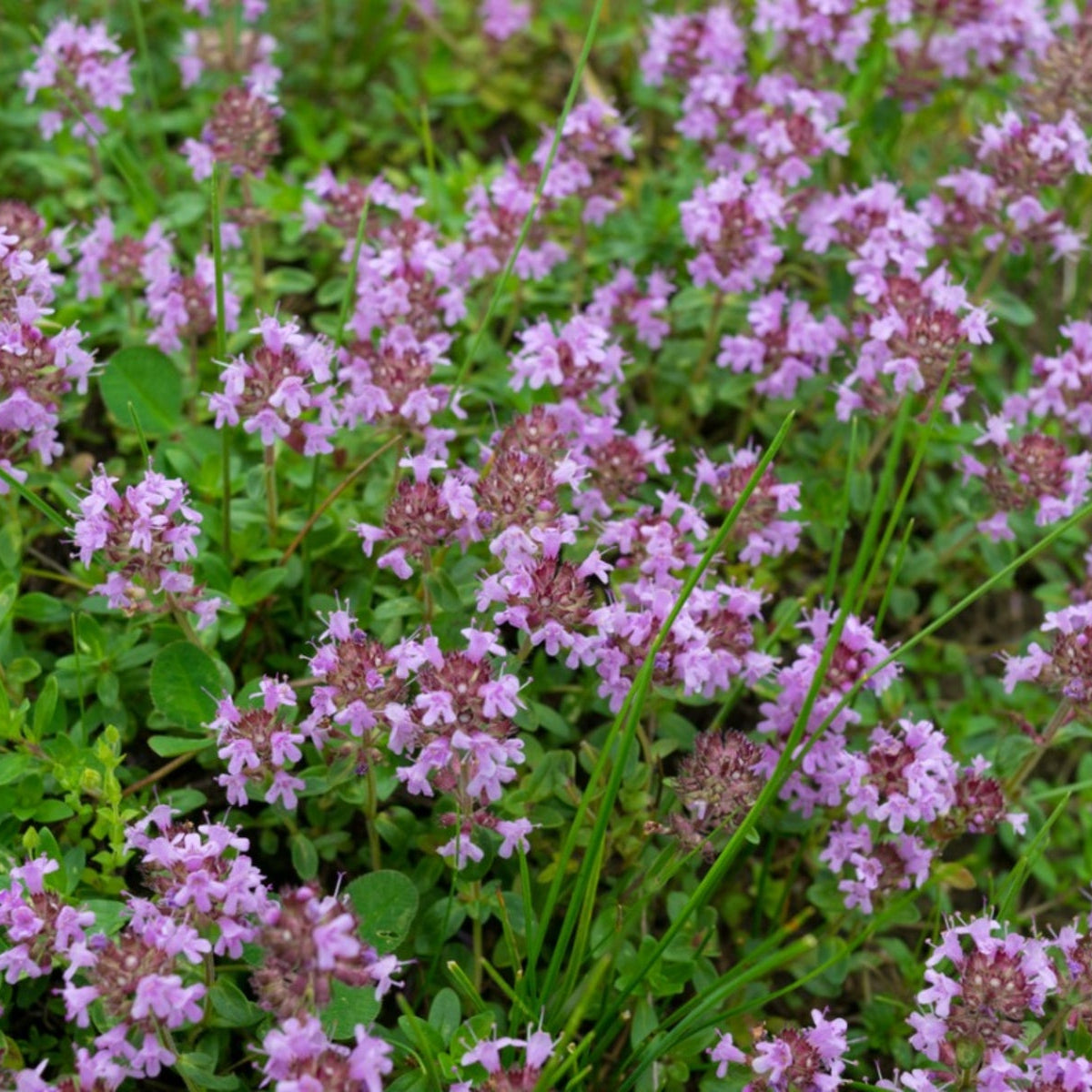 Creeping Thyme Purple Seeds Thymus Serpyllum drought tolerant groundcover
