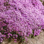 Creeping Thyme Seeds blooming purple flowers for garden borders