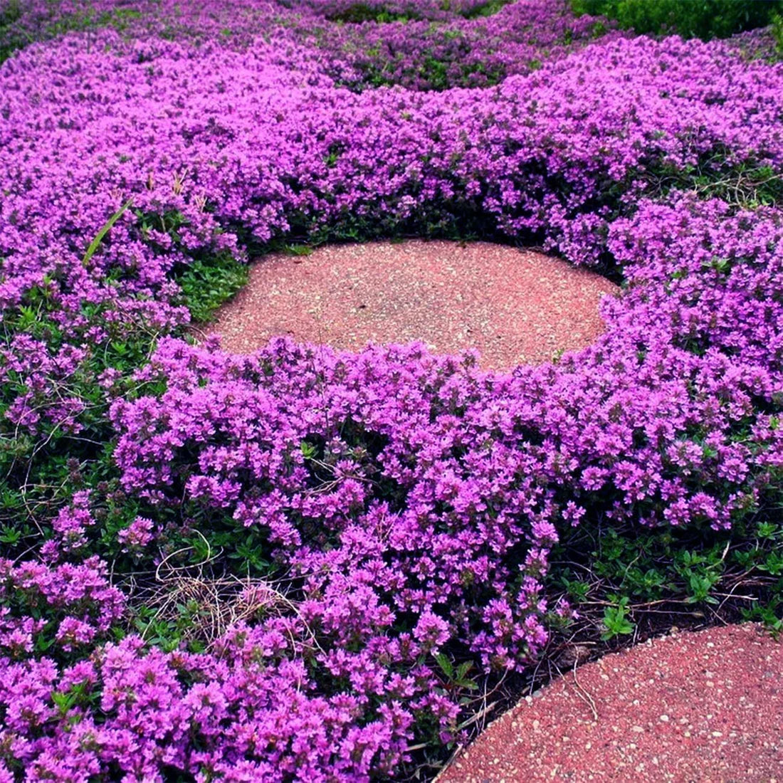 Drought tolerant Creeping Thyme Seeds ideal for rock gardens and slopes