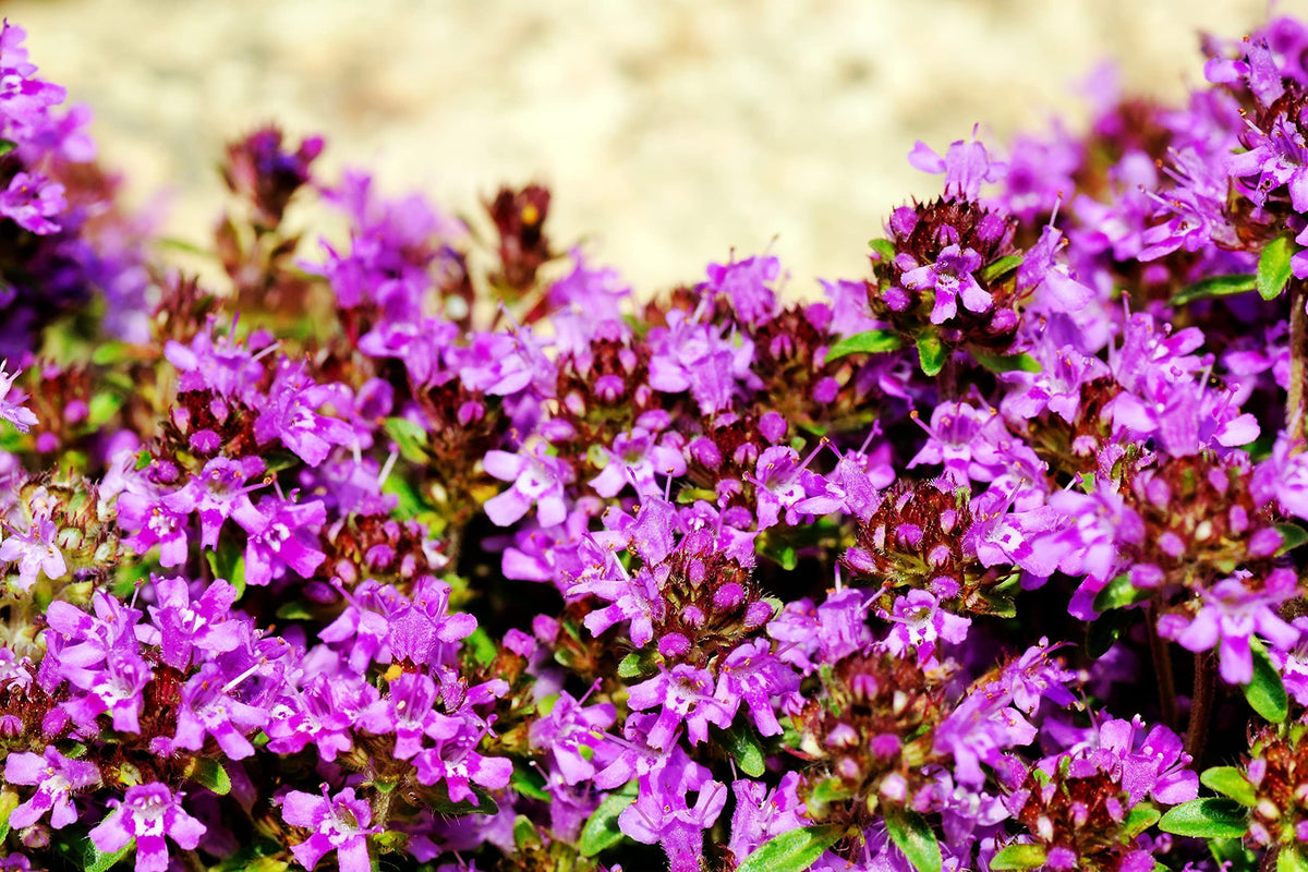 Low growing Creeping Thyme Seeds for pathways and landscape groundcover