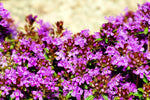 Low growing Creeping Thyme Seeds for pathways and landscape groundcover
