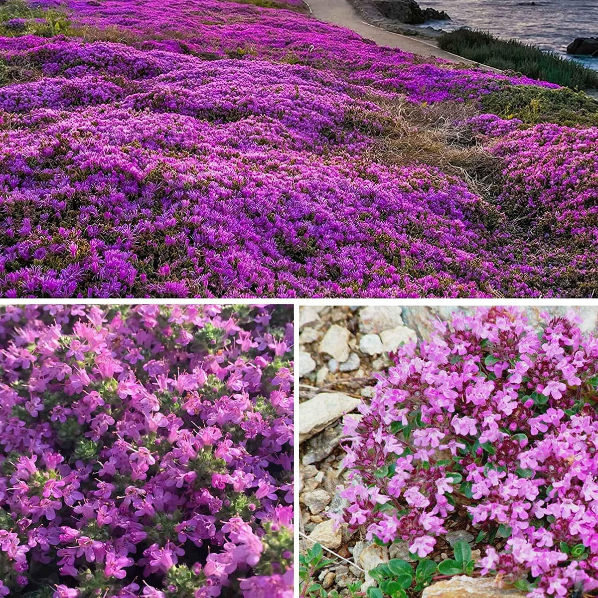 Creeping Thyme Seeds Thymus Serpyllum groundcover for lawns and gardens