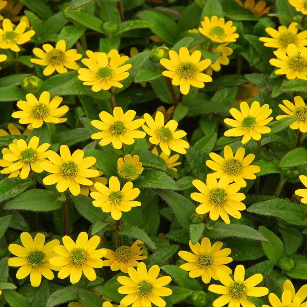 Creeping Zinnia Low-Growing Ground Cover Flower Seeds