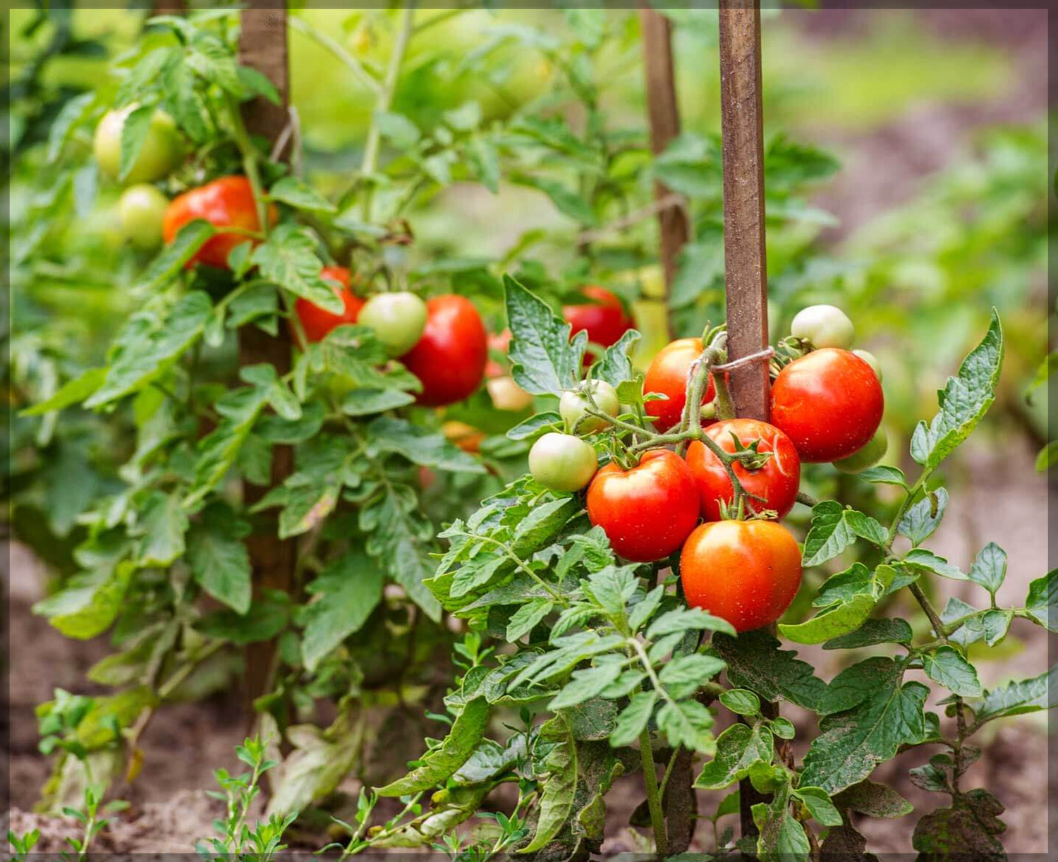 Creole tomato seeds for planting heat tolerant heirloom variety