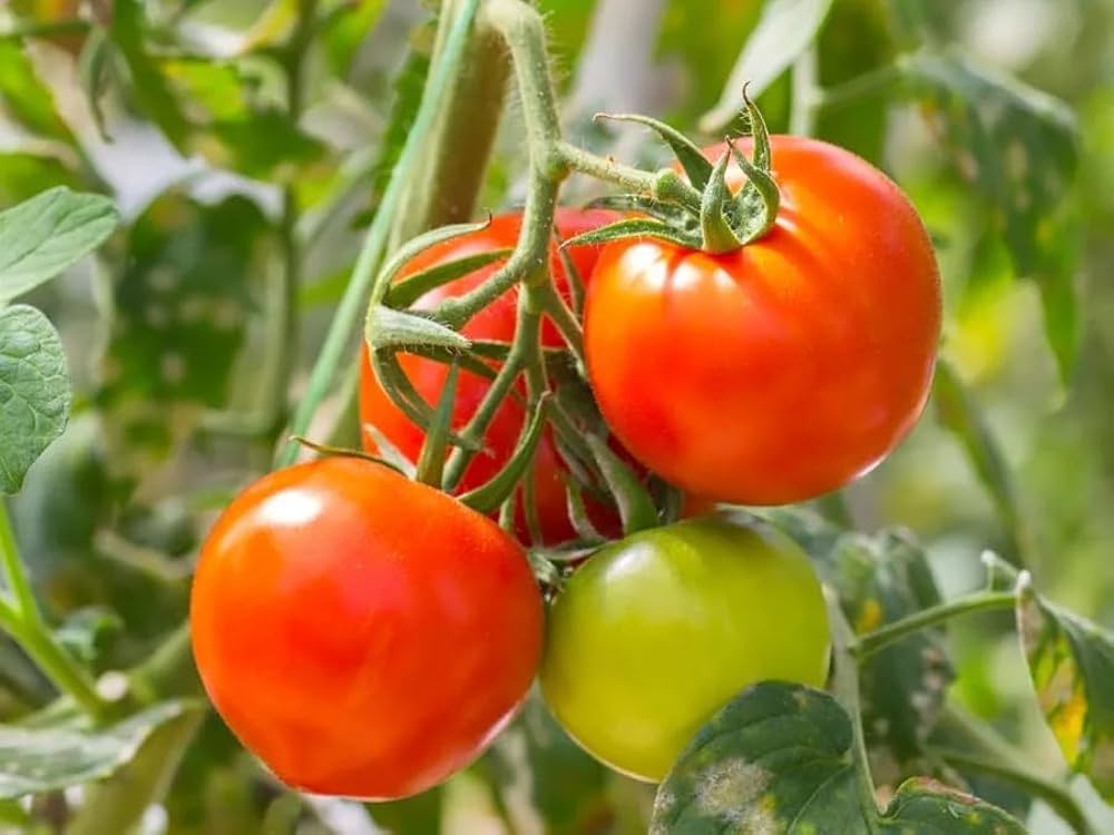 High yield Creole tomato seeds for outdoor gardening