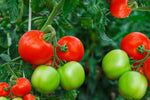 Creole tomato seeds planting guide for full sun gardens
